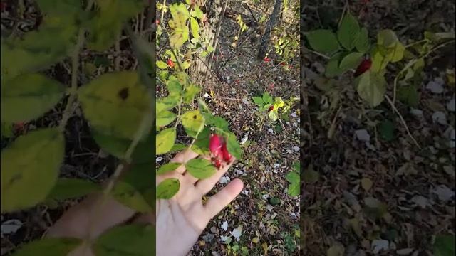 Собираем травы даже в октябре смотреть онлайн