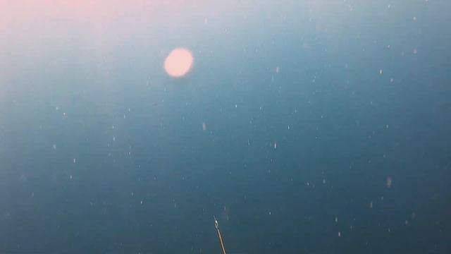 MONSTER MACKEREL - North Queensland AUSTRALIA смотреть онлайн