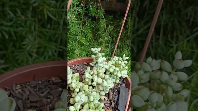 #shorts planta Cotyledon Pendens смотреть онлайн