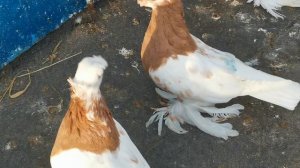 #pegions Обзор голубей в новом месте 11.09.2024 г.