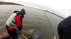 весенняя ловля судака троллингом на Ахтубе