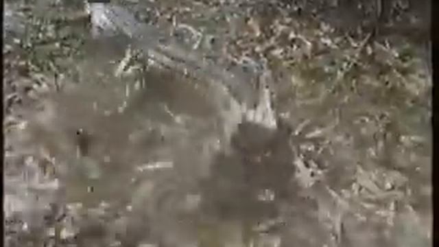 Big Gecko - Freshwater crocodile movement смотреть онлайн