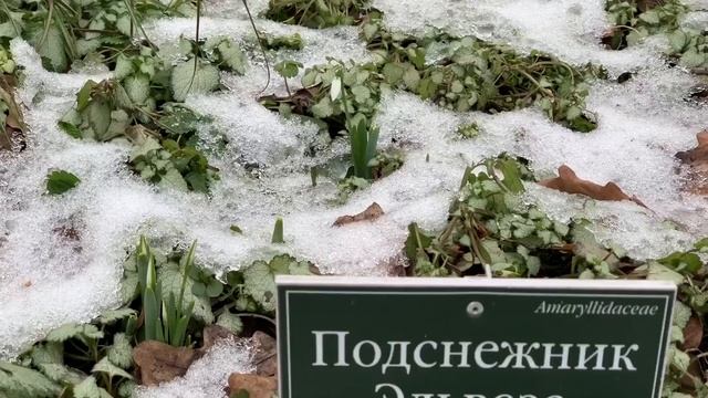 15 01 2020 Цветущие Подснежники в Аптекарском огороде 1080p смотреть онлайн