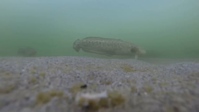 Как ловить налима зимой? Тонкости ловли Налима зимой на стукалку. Налим на жерлицы. Где стоит налим смотреть онлайн