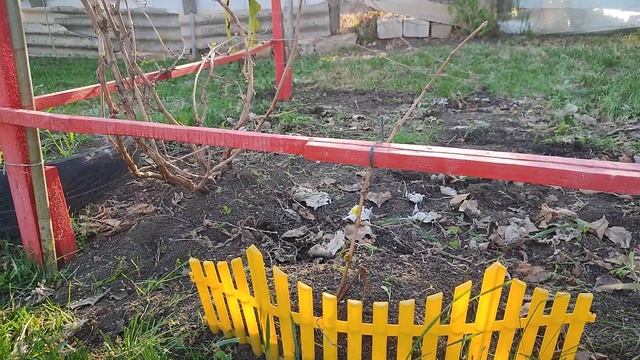 приводим в порядок виноград 06. 05.23 смотреть онлайн