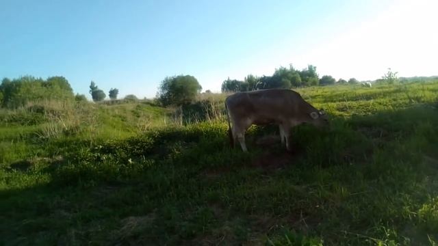 Плюсы и минусы первотелок и молодых коров . смотреть онлайн