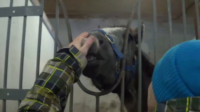 Лошади на "Сибирском подворье" смотреть онлайн