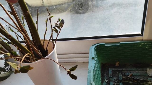 Пасека с медоносами. Клён татарский. смотреть онлайн