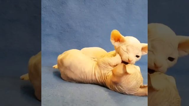 Котята бамбино играют. Милота смотреть онлайн