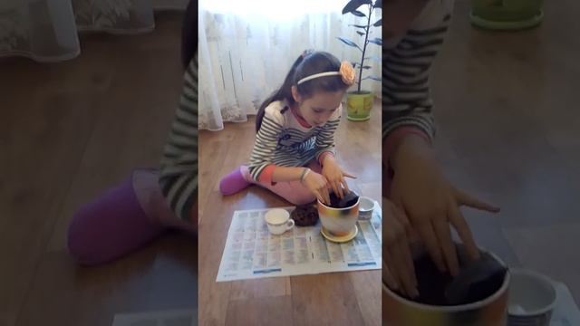 КАК ВЫРАСТИТЬ ФИАЛКУ ИЗ ЛИСТОЧКА. Видео №2 смотреть онлайн