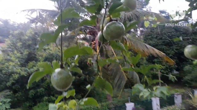 My Garden Tour,Outdoor,Indoor plants Kerala ,Garden settings malayalam смотреть онлайн