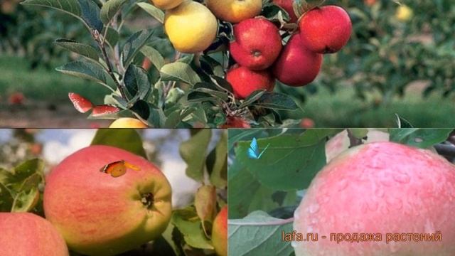 Яблоня обыкновенная Кандиль орловский - Уэлси ? обзор: как сажать, саженцы яблони смотреть онлайн