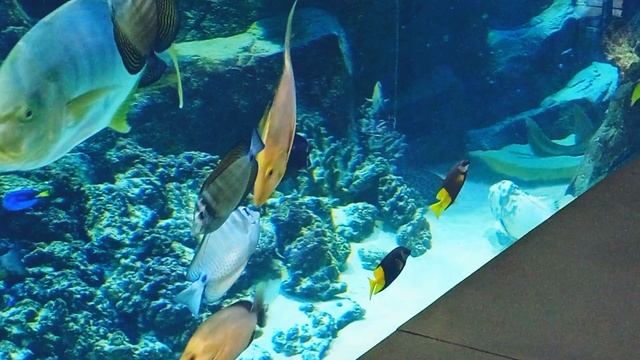 Бесплатный досуг ?Аквариум в Курске т ц МегаГринн