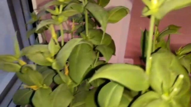 Почему у Эустомы НЕ открываются Бутоны? ?ЭУСТОМА на подоконнике смотреть онлайн