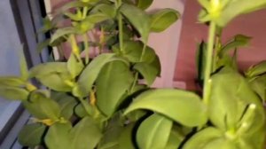 Почему у Эустомы НЕ открываются Бутоны? ?ЭУСТОМА на подоконнике