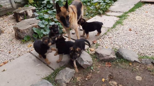 шикарные дети щенки немецкой овчарки продаются в Крыму , недорого Симферополь питомник собак Кастро
