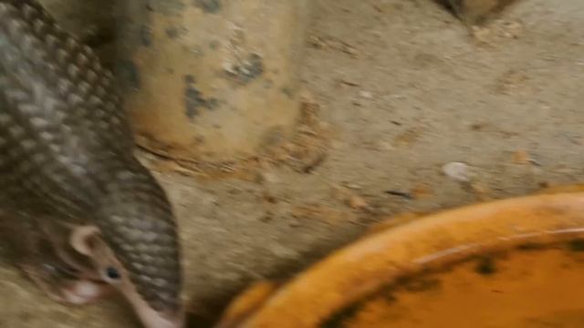 Balin the baby Pangolin. He was so scared when we got him.#pangolin смотреть онлайн