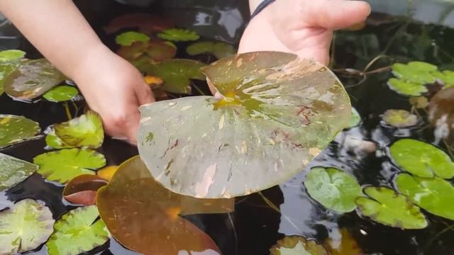Ставропольский ботанический сад. Зимующие кувшинки. смотреть онлайн
