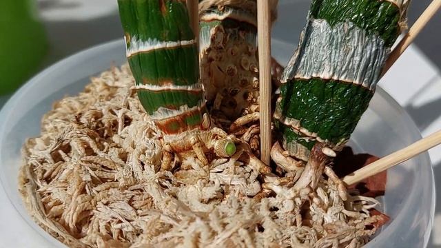 Последняя попытка вытянуть проблемный гибрид "черное на белое". Катасетум или орхидея морковка. смотреть онлайн