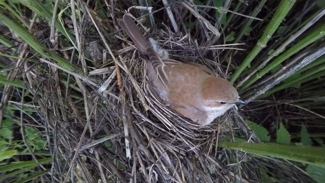 Жулан Gp160620 1 10 2 ♂ дал паука ♀, съела его сама