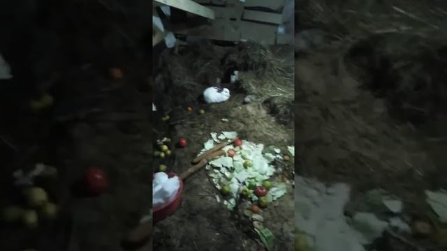 Садержание кроликов в сарае смотреть онлайн