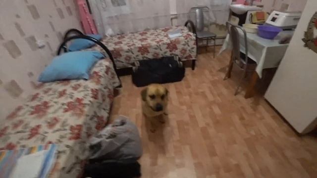В командировке с собакой, жизнь в гостинице смотреть онлайн