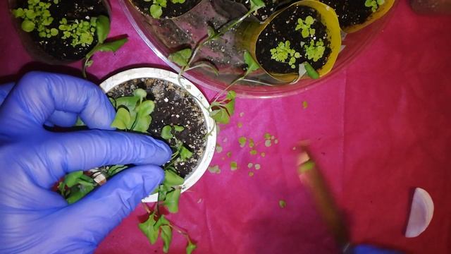 Лобелия через 3 недели после посева. Уход и подкормки. Сделайте это и лобелия будет крепкой?. смотреть онлайн