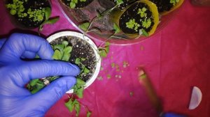 Лобелия через 3 недели после посева. Уход и подкормки. Сделайте это и лобелия будет крепкой?.