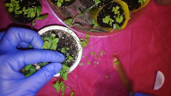 Лобелия через 3 недели после посева. Уход и подкормки. Сделайте это и лобелия будет крепкой?.