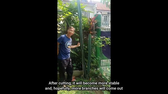 Pruning a Peruvian Apple Cactus смотреть онлайн