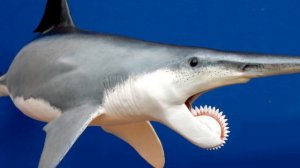 Самая НЕОБЫЧНАЯ и ЖУТКАЯ РЫБА! ГЕЛИКОПРИОН - рыба с зубной спиралью!