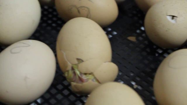 Вылупление цыпленка смотреть онлайн