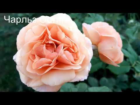 Завтра осень, господа, завтра осень... смотреть онлайн