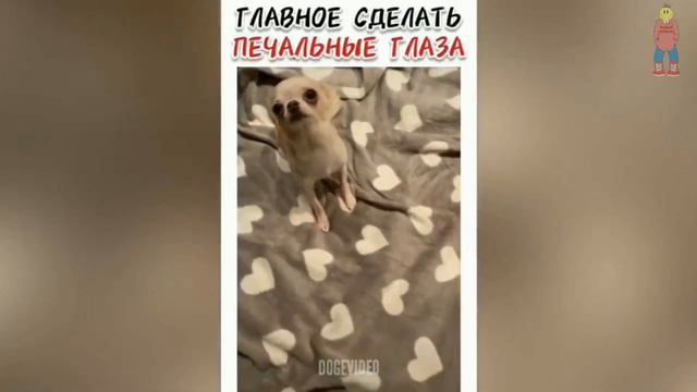 16 минут смеха до слез, приколы 2020, ТестНаПсихику попробуй не засмеяться, ржака лютые приколы №2 смотреть онлайн