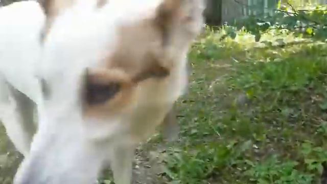 Лиза и котЭ смотреть онлайн