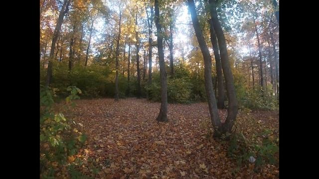 ОСЕННИЙ ЛЕС. смотреть онлайн