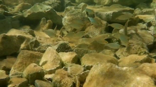 Fujifilm FINEPIX XP140, slow, ryby смотреть онлайн