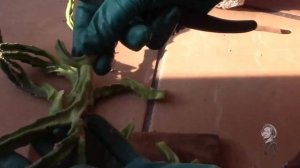 СТАПЕЛИЯ СУККУЛЕНТ. ЧЕРЕНКОВАНИЕ.