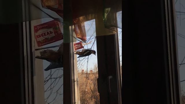 Дятел в Москве на кормушке м.Сходненская смотреть онлайн