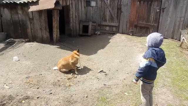 Пёс исполняет под дудку. смотреть онлайн
