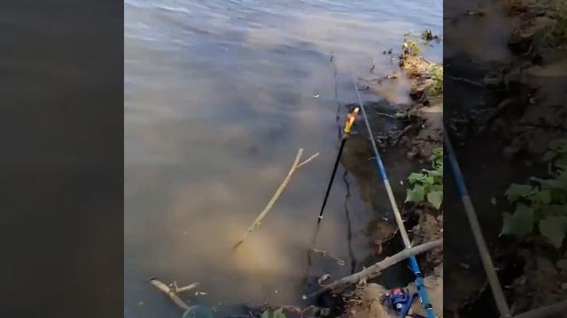 Шахматная гадюка ворует густеру из садка смотреть онлайн