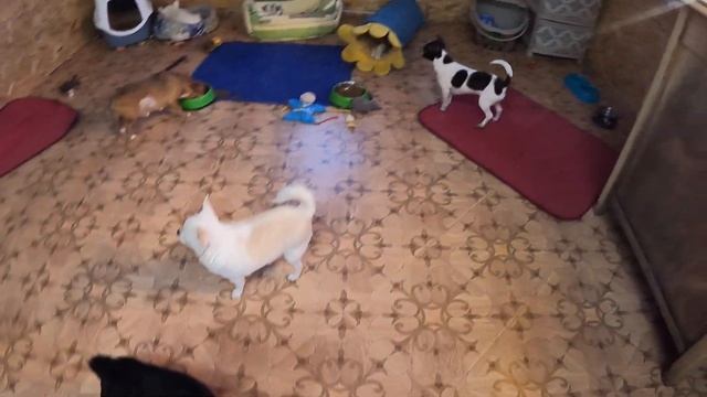 ПРОДАЮ ЩЕНКА собаки ЧИХУАХУА БЕЛО-ШОКОЛАДНУЮ С КРАПОМ / МЭДЖИК ПЕТС ФЭМИЛИ ЧИХУА / Домашние животны смотреть онлайн