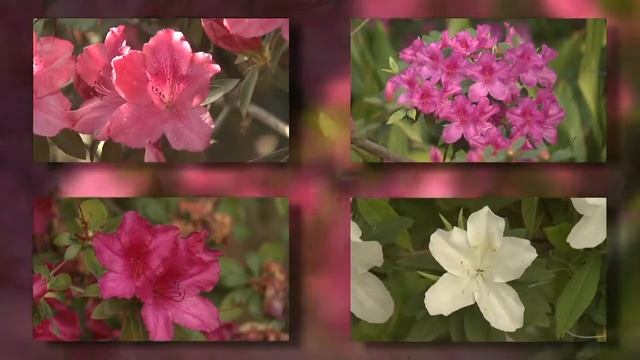 Southern Indica Azalea - Southern Gardening TV смотреть онлайн