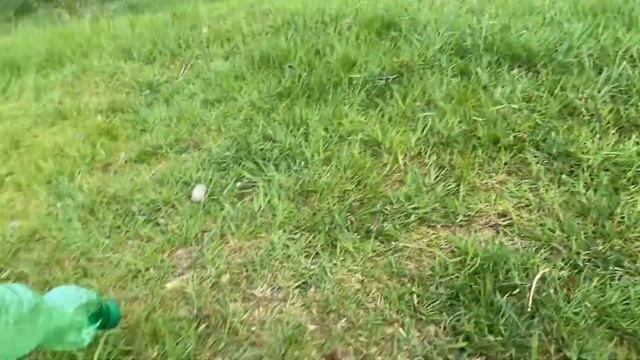 гуляем с собакой в лесу| Бостон Терьер | собака плавает смотреть онлайн