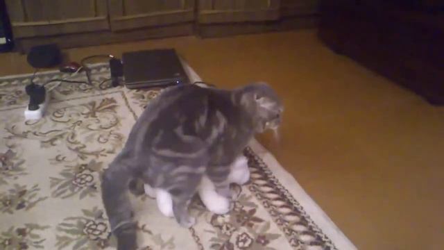 кот и медведь смотреть онлайн