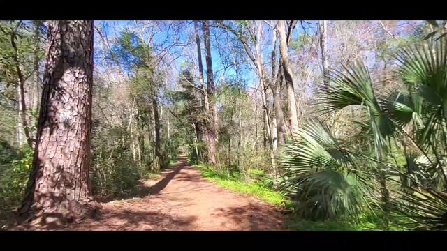 Природный парк во Флориде: Loblolly Woods Nature Park смотреть онлайн
