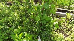 Как добиться пышного цветения клематиса.