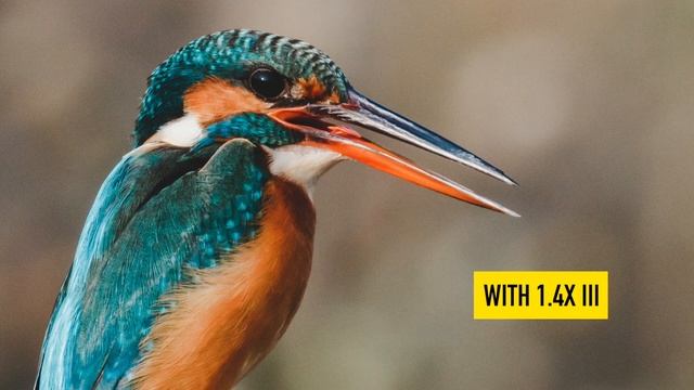 Canon 100-400mm F/4.5-5.6L II IS USM Lens In 2022 For Wildlife Photography!