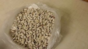 Чтобы в фасоли не заводились жучки - все очень просто