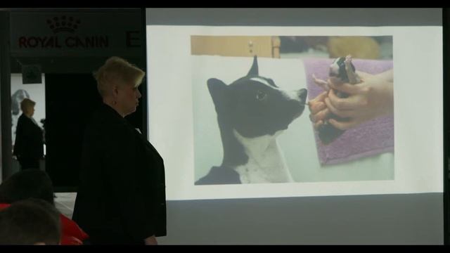 Консультация для начинающего заводчика. смотреть онлайн